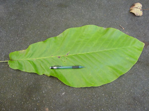 Big-leaf magnolia leaf in comparison to a mechanical pencil. Leaf is at least 3 times larger than pencil